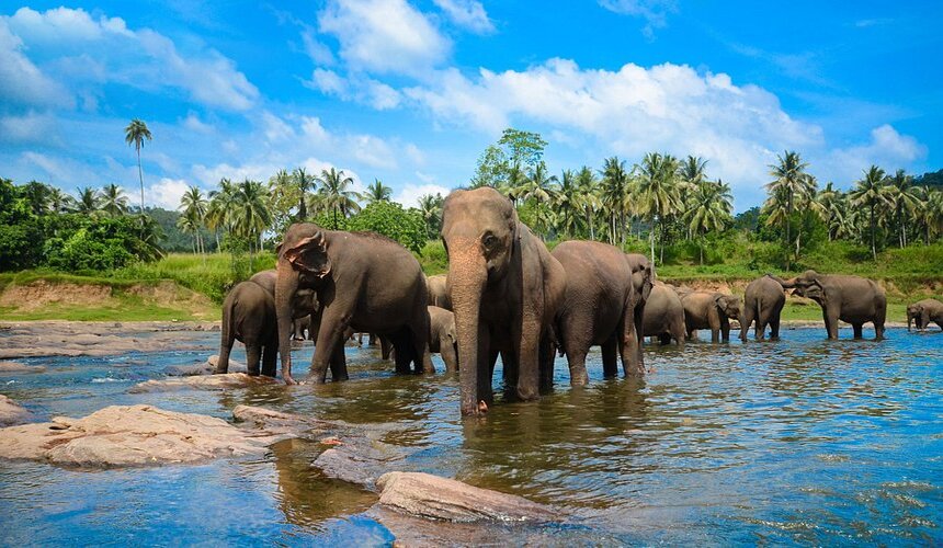 Sri Lankan Essence 03 Days & 02 NightsSri Lanka Travel Package Image