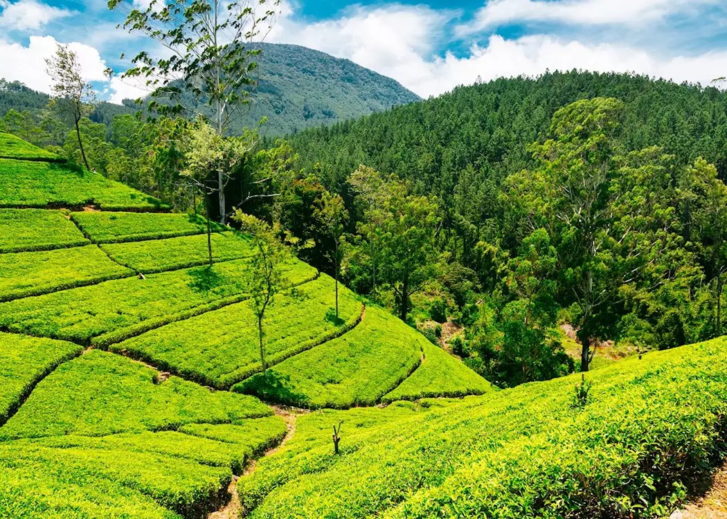 Hill Country to Coastal BlissSri Lanka Travel Package Image