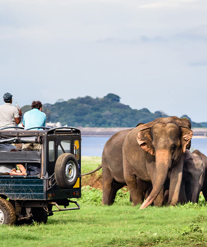 Elephant Watching in Sri Lanka