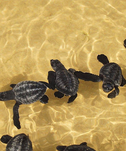 Turtle Watching in Sri Lanka