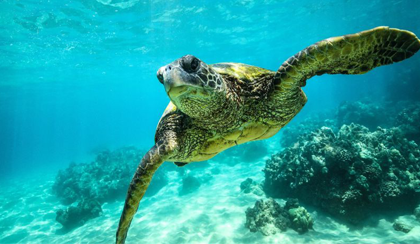 Turtle Watching in Sri Lanka
