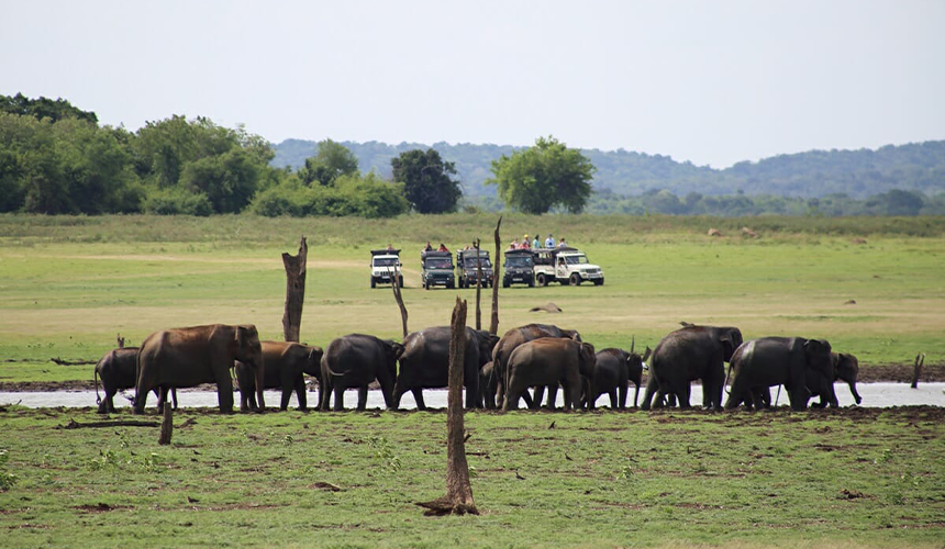 Elephant Watching in Sri Lanka
