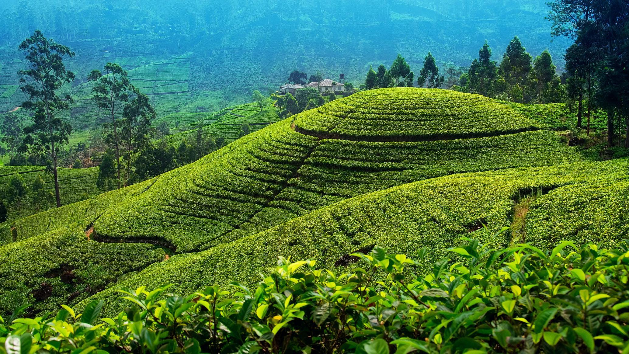 Travel Sri Lanka Nuwara Eliya