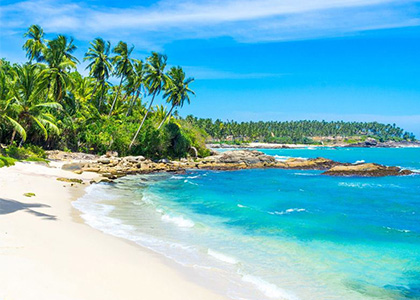 Tropical Summer Dreams