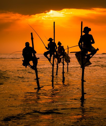 Stilt Fishing in Sri Lanka